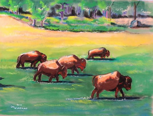 Buffalo herd.jpg